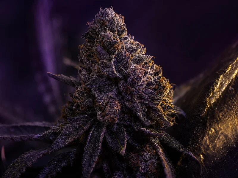Phantom Kush